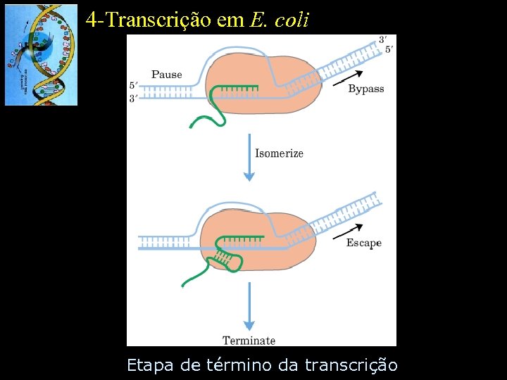 4 -Transcrição em E. coli Etapa de término da transcrição 