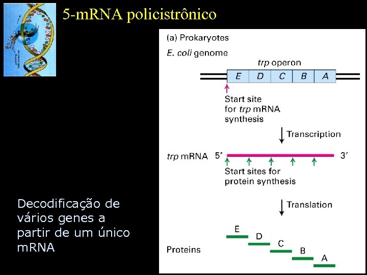 5 -m. RNA policistrônico Decodificação de vários genes a partir de um único m.