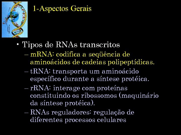 1 -Aspectos Gerais • Tipos de RNAs transcritos – m. RNA: codifica a seqüência