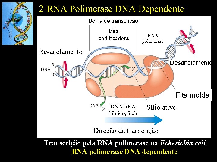 2 -RNA Polimerase DNA Dependente Bolha de transcrição Fita codificadora RNA polimerase Re-anelamento Desanelamento