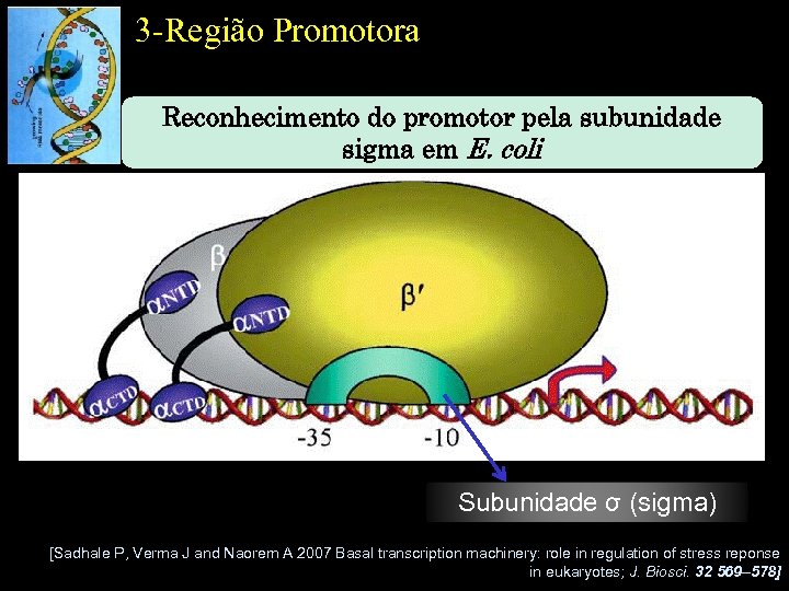3 -Região Promotora Reconhecimento do promotor pela subunidade sigma em E. coli Subunidade σ
