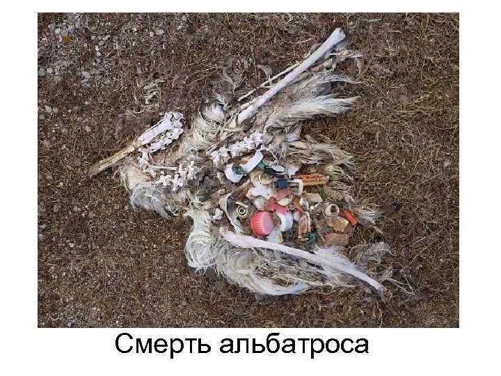 Смерть альбатроса 