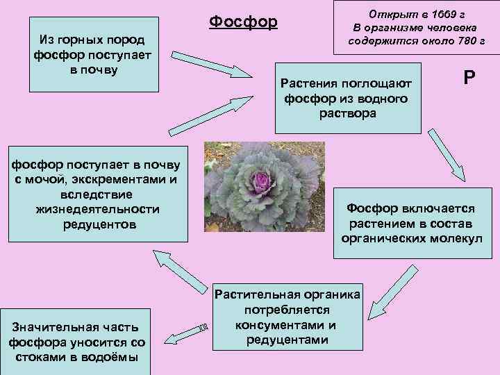 Фосфор Из горных пород фосфор поступает в почву с мочой, экскрементами и вследствие жизнедеятельности