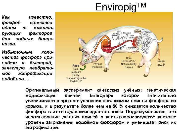 Enviropig. TM Как известно, фосфор является одним из лимитирующих факторов для водных биоценозов. Избыточные