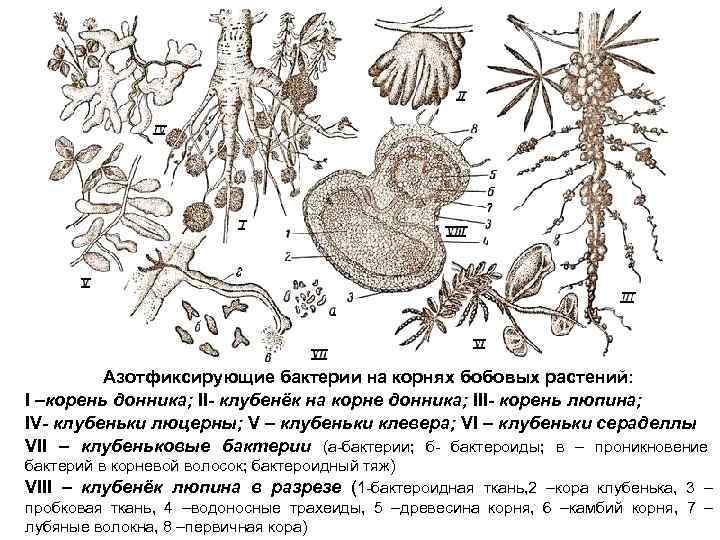 Азотфиксирующие бактерии на корнях бобовых растений: I –корень донника; II- клубенёк на корне донника;