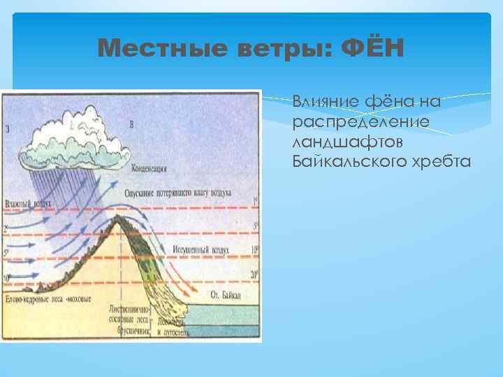 Местные ветры: ФЁН Влияние фёна на распределение ландшафтов Байкальского хребта 