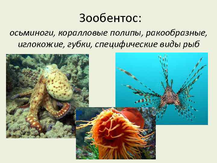Зообентос: осьминоги, коралловые полипы, ракообразные, иглокожие, губки, специфические виды рыб 