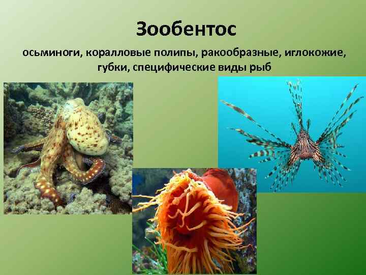 Зообентос осьминоги, коралловые полипы, ракообразные, иглокожие, губки, специфические виды рыб 