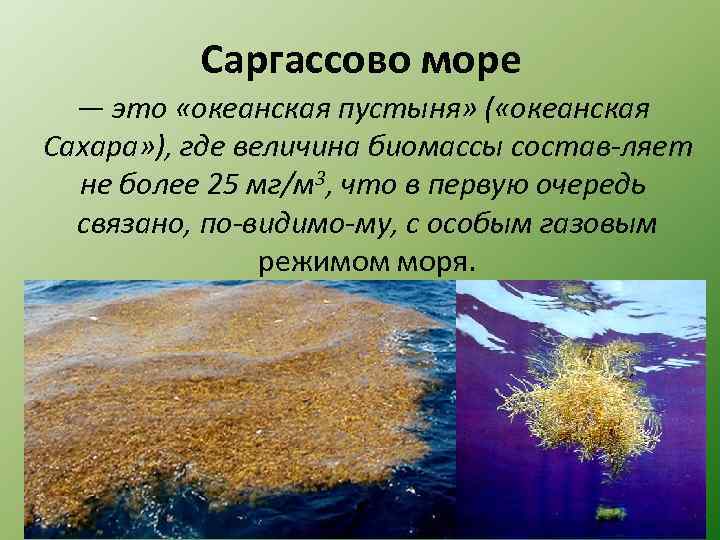 Саргассово море — это «океанская пустыня» ( «океанская Сахара» ), где величина биомассы состав