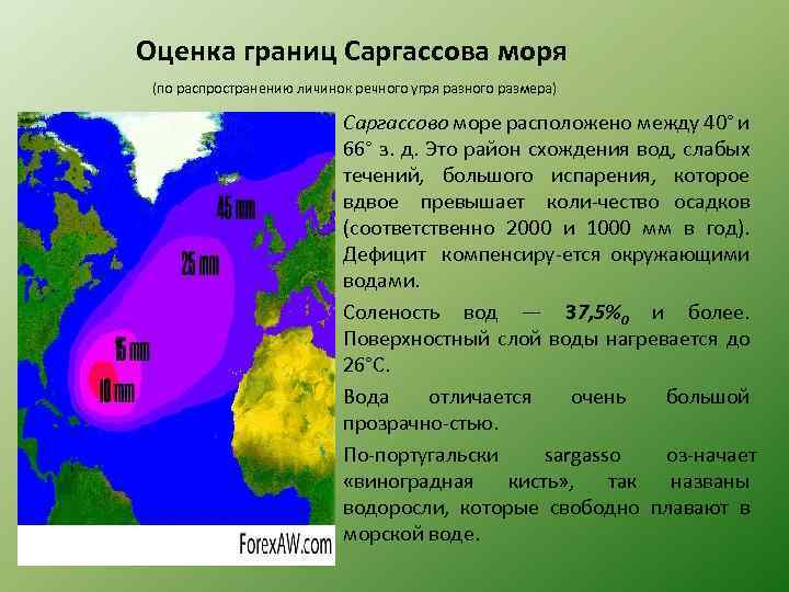 Оценка границ Саргассова моря (по распространению личинок речного угря разного размера) Саргассово море расположено
