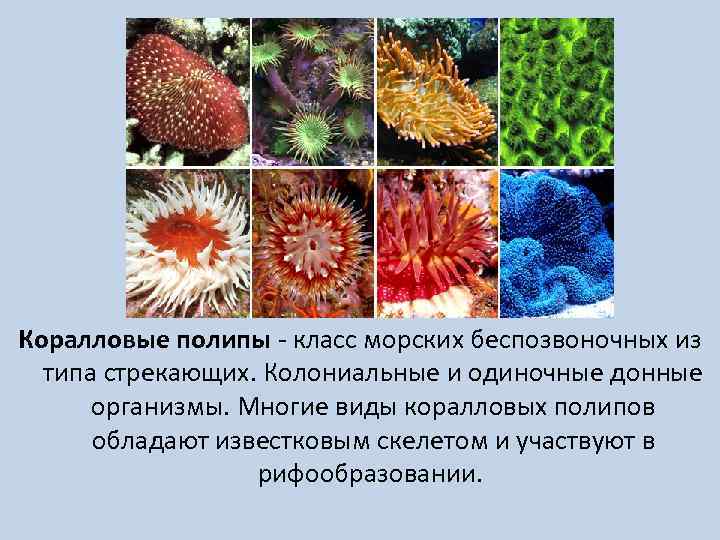 Коралловые полипы класс морских беспозвоночных из типа стрекающих. Колониальные и одиночные донные организмы. Многие