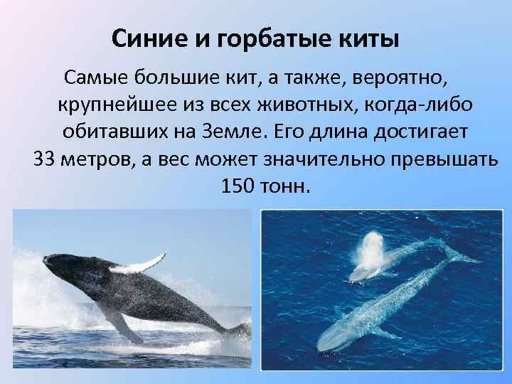 Синие и горбатые киты Самые большие кит, а также, вероятно, крупнейшее из всех животных,