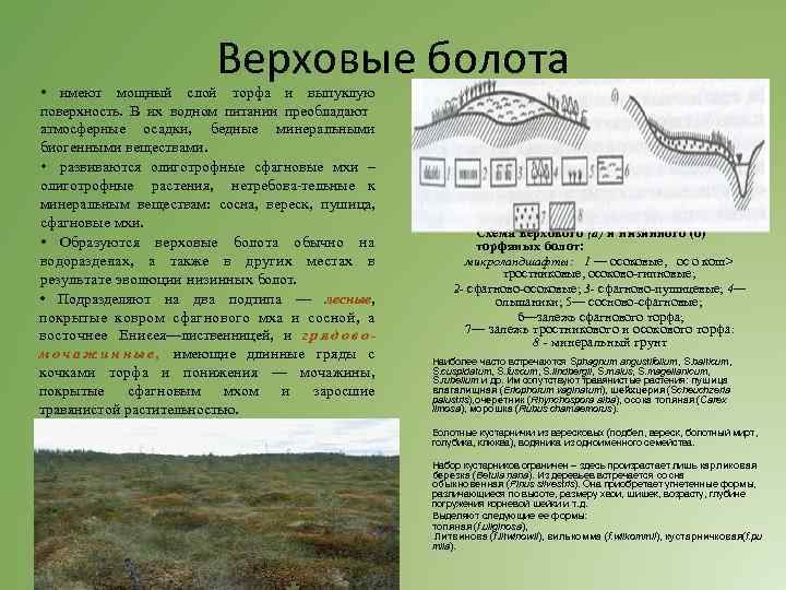 Верховые болота • имеют мощный слой торфа и выпуклую поверхность. В их водном питании