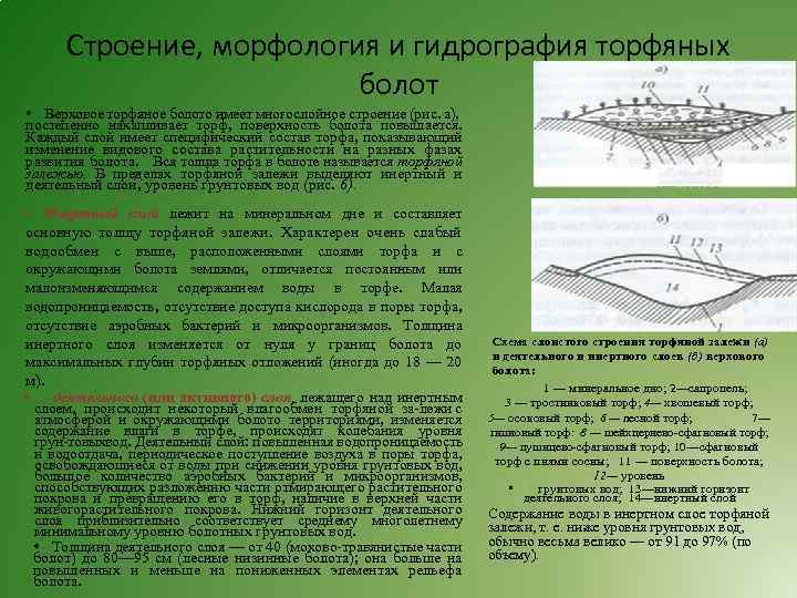 Гидрография 8 класс. Слои грунтовых вод болота. Торфяное болото строение. Болото гидрография местности. Строение части болота.