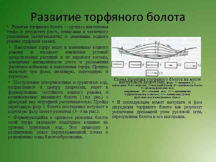 Развитие торфяного болота • Развитие торфяного болота — процесс накопления торфа (в результате роста,