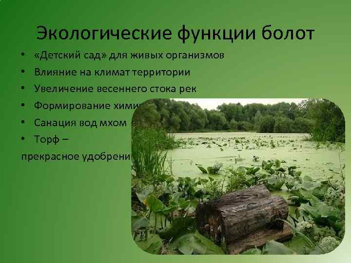 Экологические функции болот • «Детский сад» для живых организмов • Влияние на климат территории