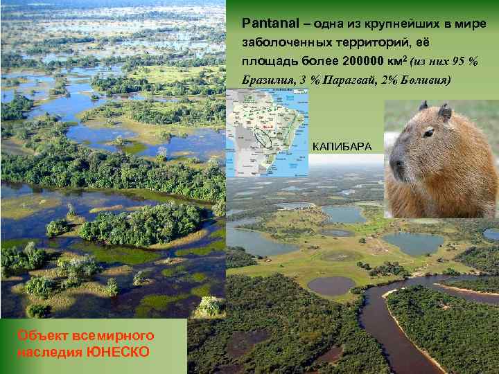 Pantanal – одна из крупнейших в мире заболоченных территорий, её площадь более 200000 км