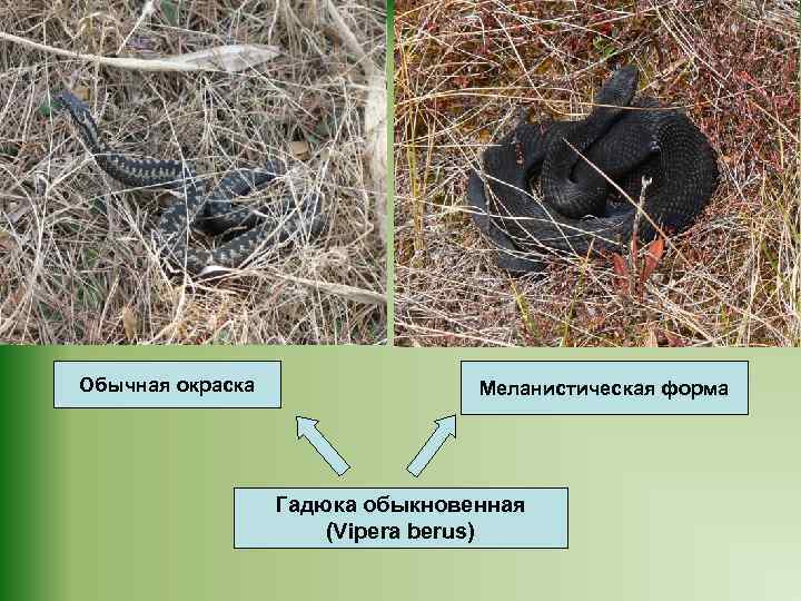 Обычная окраска Меланистическая форма Гадюка обыкновенная (Vipera berus) 