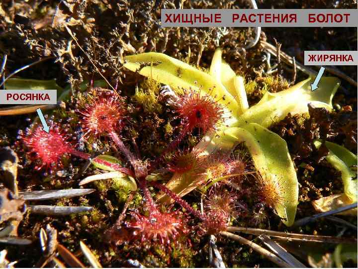 ХИЩНЫЕ РАСТЕНИЯ БОЛОТ ЖИРЯНКА РОСЯНКА 