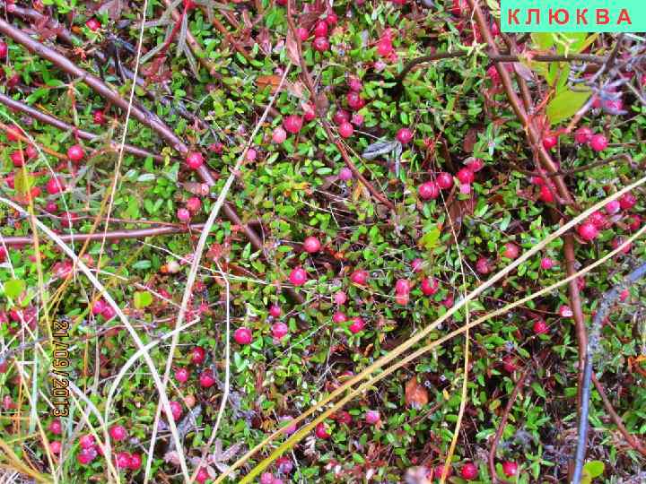 КЛЮКВА 
