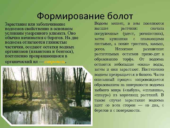 Формирование болот Зарастание или заболачивание водоемов свойственно в основном условиям умеренного климата. Оно обычно