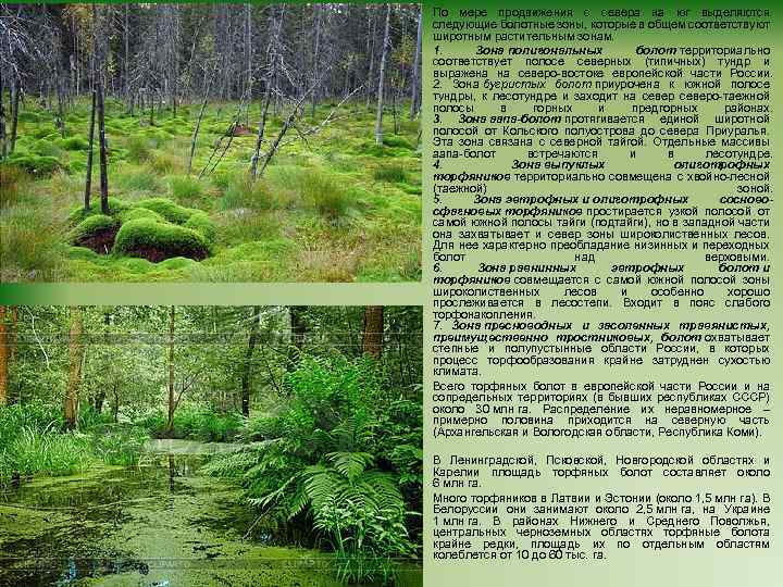 По мере продвижения с севера на юг выделяются следующие болотные зоны, которые в общем