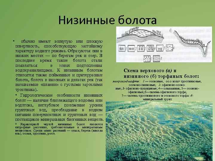 Низинные болота • обычно имеют вогнутую или плоскую поверх ость, способствующую застойному н характеру