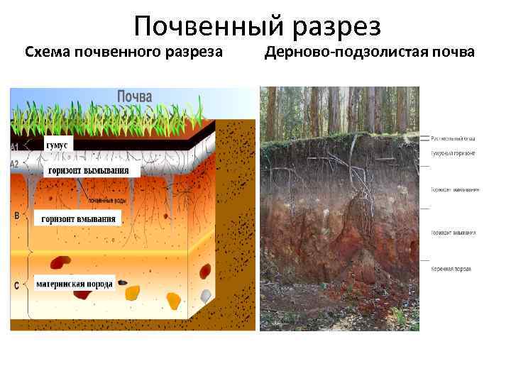 Почвенный разрез Схема почвенного разреза Дерново-подзолистая почва 