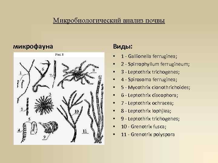 Микробиологический анализ почвы микрофауна Виды: • • • 1 - Gallionella ferruginea; 2 -