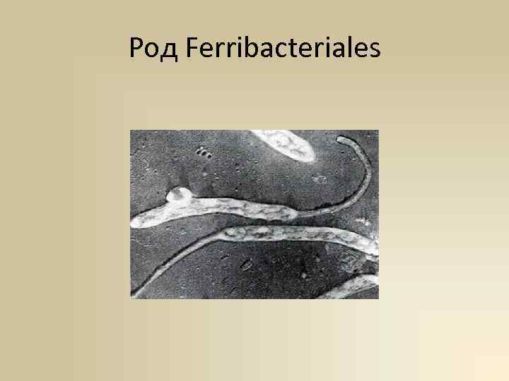 Род Ferribacteriales 