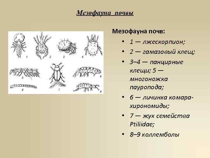 Мезофауна почвы Мезофауна почв: • 1 — лжескорпион; • 2 — гамазовый клещ; •