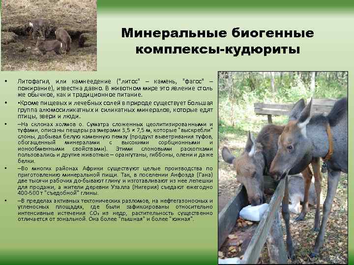 Минеральные биогенные комплексы-кудюриты • • • Литофагия, или камнеедение (