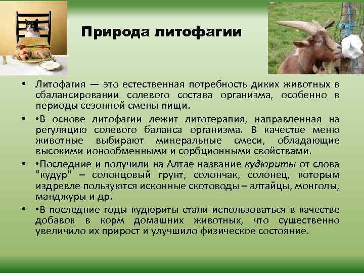 Природа литофагии • Литофагия — это естественная потребность диких животных в сбалансировании солевого состава