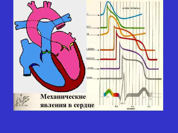 Электрические явления в сердце. Электрические явления в сердце анатомия. Биоэлектрическая активность сердца. Электрических и механических явлений в сердце.