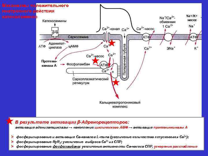 Механизм действия кальцитонина схема