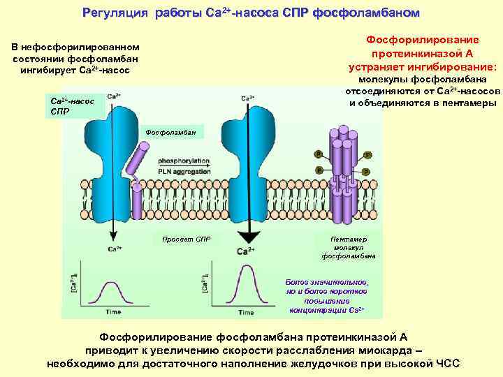 Регуляция работы Са 2+-насоса СПР фосфоламбаном Фосфорилирование протеинкиназой А устраняет ингибирование: В нефосфорилированном состоянии
