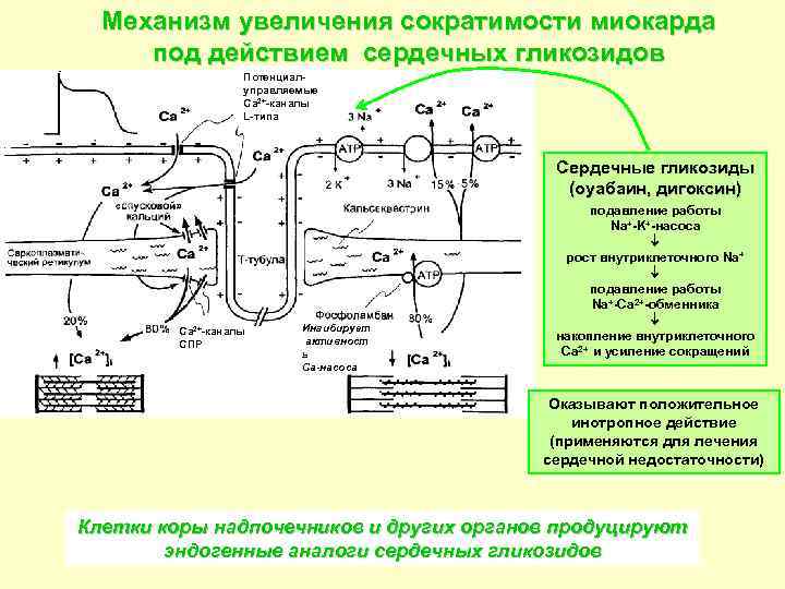 Механизм действия сердечных гликозидов схема