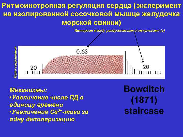 Ритмоинотропная регуляция сердца (эксперимент на изолированной сосочковой мышце желудочка морской свинки) Сила сокращения Интервал