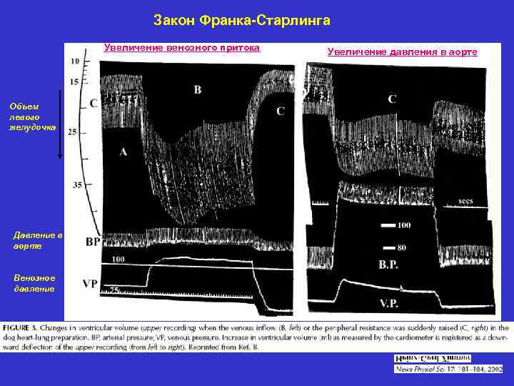 Закон Франка-Старлинга Увеличение венозного притока Объем левого желудочка Давление в аорте Венозное давление Увеличение