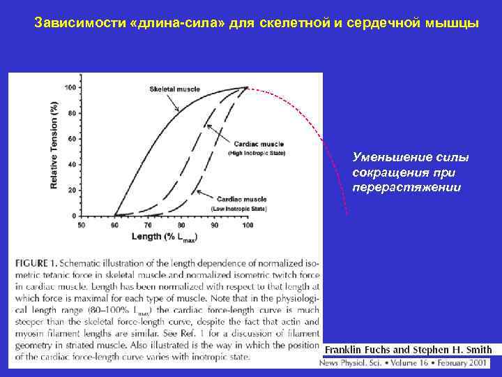 Зависимости «длина-сила» для скелетной и сердечной мышцы Уменьшение силы сокращения при перерастяжении 