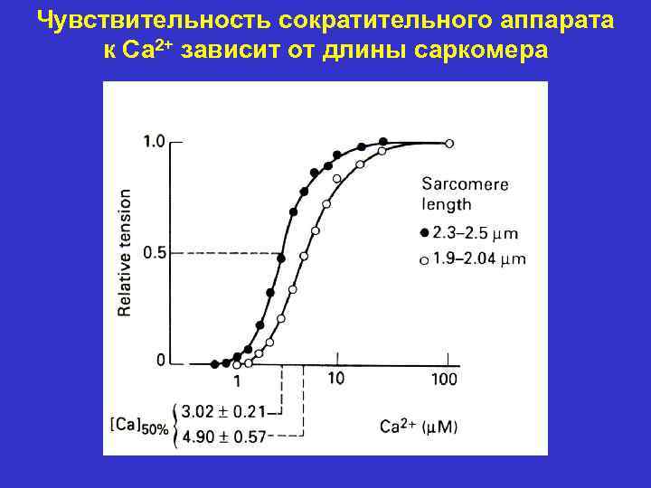 Чувствительность сократительного аппарата к Са 2+ зависит от длины саркомера 