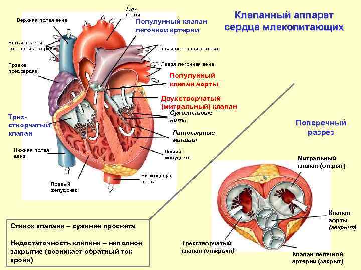 Полулунные клапаны в вене