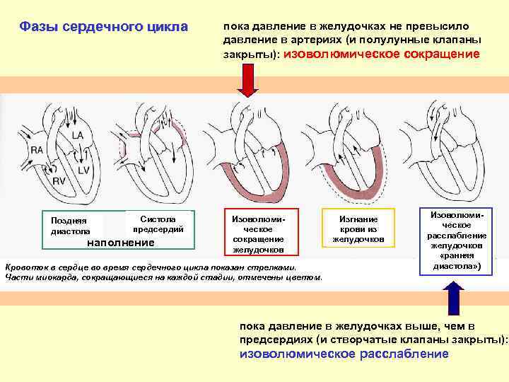 Сокращение предсердий в сердечном цикле. Фазы сердечной деятельности схема. Фазы сердечного цикла схема физиология. Фаза изометрического сокращения сердца. Фазы сердечной деятельности систола желудочков.