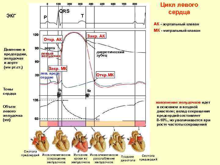 QRS ЭКГ P Цикл левого сердца T АК - аортальный клапан МК - митральный