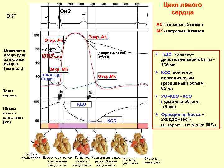 QRS ЭКГ P Цикл левого сердца T АК - аортальный клапан МК - митральный