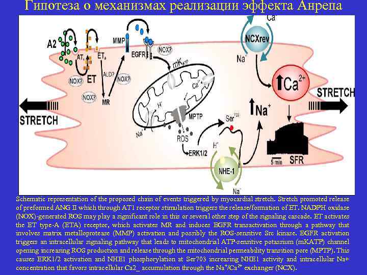 Гипотеза о механизмах реализации эффекта Анрепа Schematic representation of the proposed chain of events