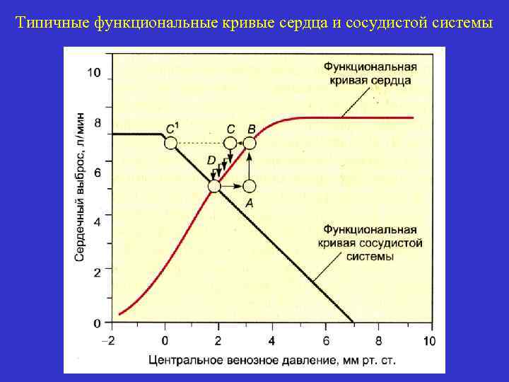 Типичные функциональные кривые сердца и сосудистой системы 