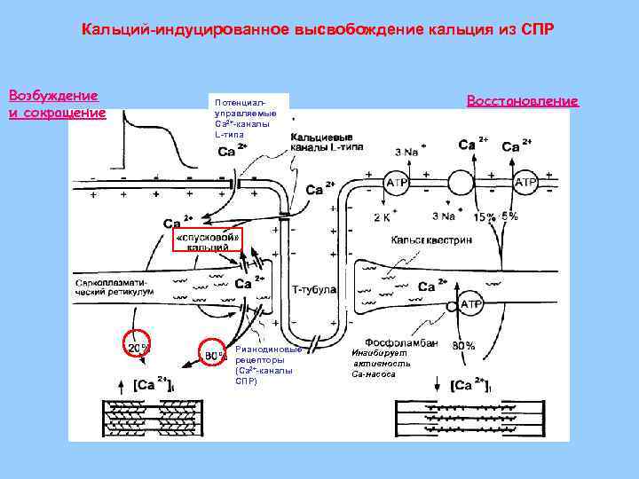 Кальций-индуцированное высвобождение кальция из СПР Возбуждение и сокращение Восстановление Потенциалуправляемые Са 2+-каналы L-типа Рианодиновые