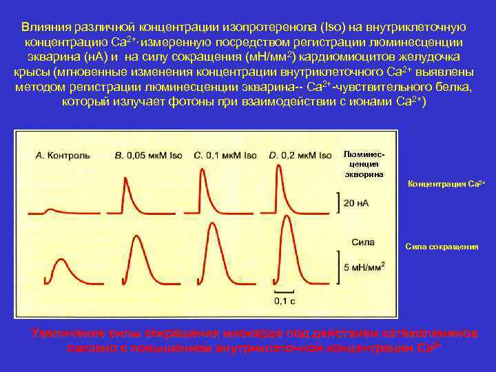 Влияния различной концентрации изопротеренола (Iso) на внутриклеточную концентрацию Са 2+, измеренную посредством регистрации люминесценции