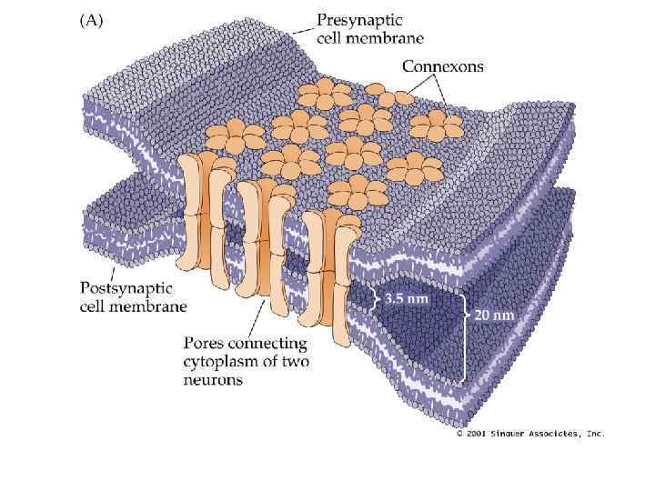 Structure and Function of Gap Junctions at Electrical Synapses • PN 05021. JPG 